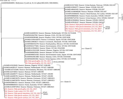 Genome-Based Analysis of Extended-Spectrum β-Lactamase-Producing Escherichia coli in the Aquatic Environment and Nile Perch (Lates niloticus) of Lake Victoria, Tanzania